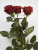 Розы Ред Наоми (Red Naomi) 80 см.