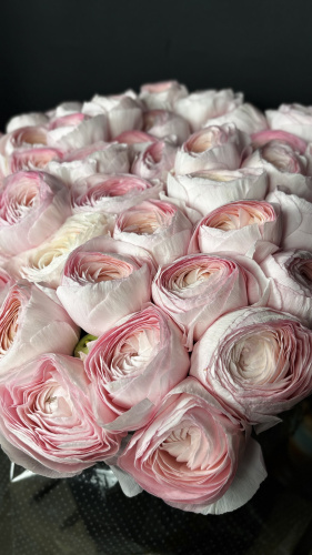 Ранункулюс кремово-розовый