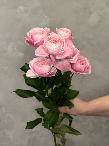 Кустовая роза Сильва пинк 70см