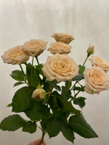 Кустовая роза Таня 60 см.