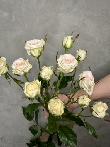 Кустовая роза Пинки промис 80 см.