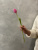 Тюльпаны крупные розовые