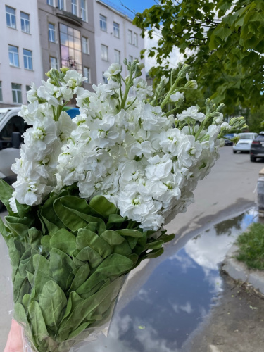 Маттиола белая