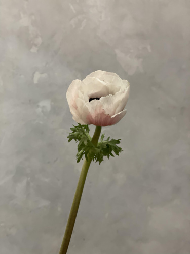 Анемоны белые