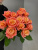Розы Мисс Пигги (Miss Piggy) 50 см.