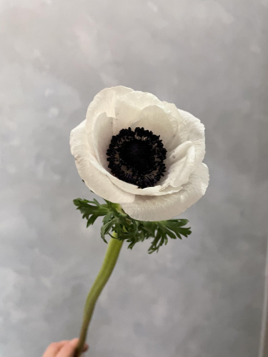 Анемоны белые