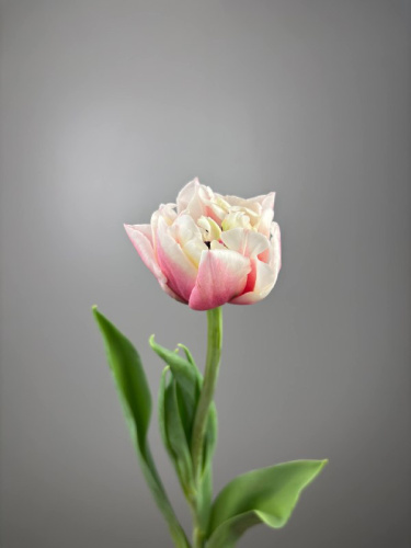 Тюльпан бело-розовый