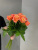 Розы Мисс Пигги (Miss Piggy) 50 см.