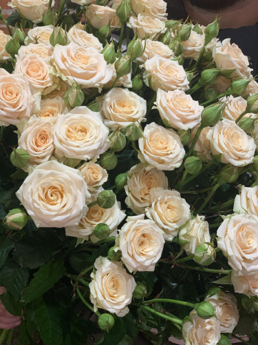 Букет из 11 кустовых роз «Таня»