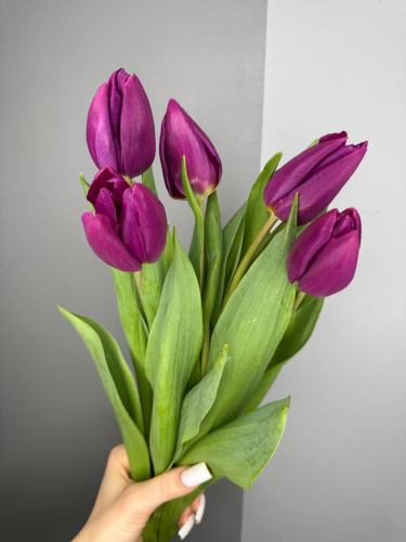 Тюльпаны Purple Prince (Пурпул принц)