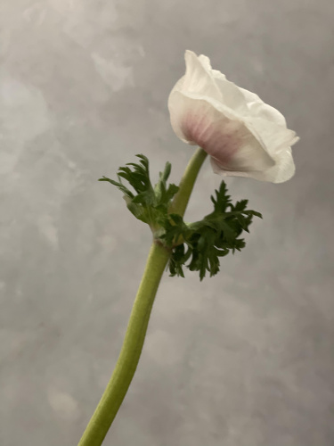 Анемоны белые