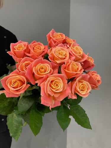 Розы Мисс Пигги (Miss Piggy) 50 см.