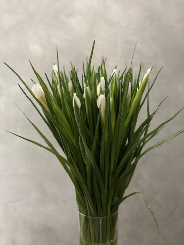 Ирисы белые