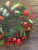 Рождественский венок с красными ягодами