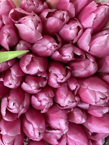 Тюльпаны крупные розовые
