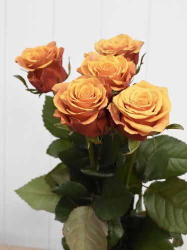 Розы Испания (Ispania) 50 см.