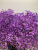 Гипсофила фиолетовая 1 ветка