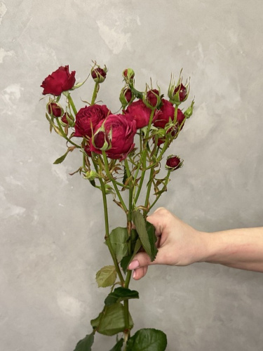 Кустовая роза Пати трендсеттер 70-80 см.