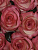 Розы Джумилия (Jumilia) 70 см.