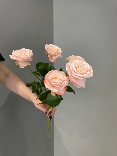 Кустовая роза Бомбастик 60 см.