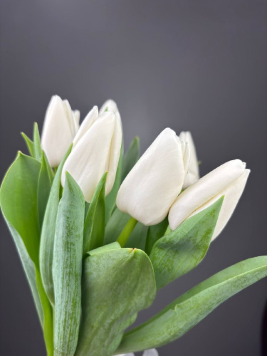 Тюльпаны белые 