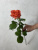 Розы Вау (Wow) 60 см.
