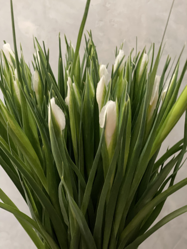 Ирисы белые