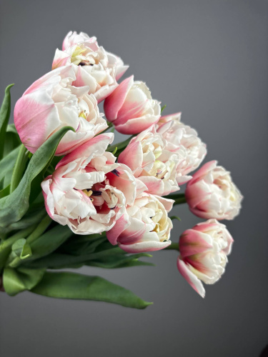 Тюльпан бело-розовый