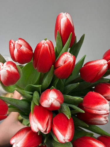 Тюльпан красно-белый