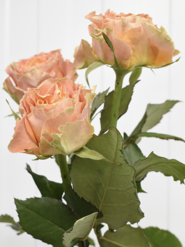 Розы Луиза (Luise) 50 см.