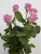 Розы Аква (Aqua) 50 см.