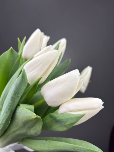 Тюльпаны белые 