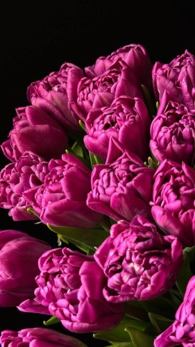 Тюльпаны лиловые Double you