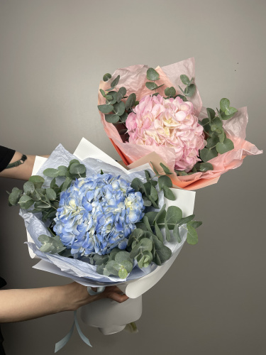 Гортензия в дизайнерской упаковке