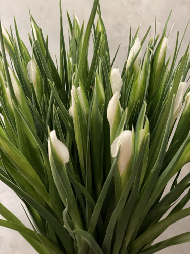 Ирисы белые