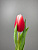 Тюльпан красно-белый