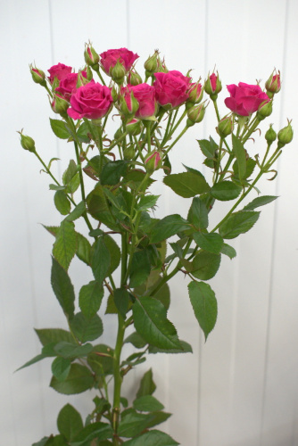 Ярко-розовая кустовая роза Лавли Лидия 70 см.