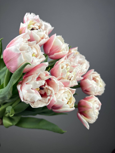 Тюльпан бело-розовый