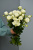 Кустовая роза Мисс Бомбастик 60 см.