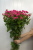 Ярко-розовая кустовая роза Лавли Лидия 70 см.