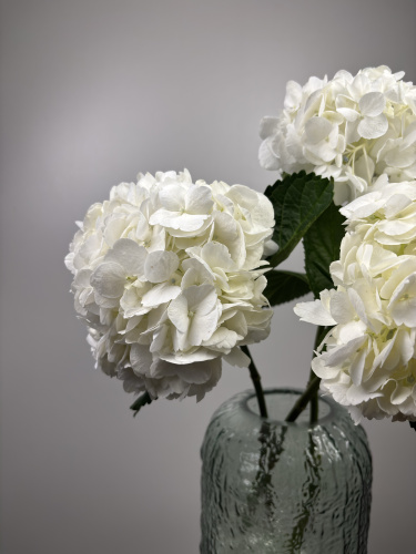 Гортензия Белая