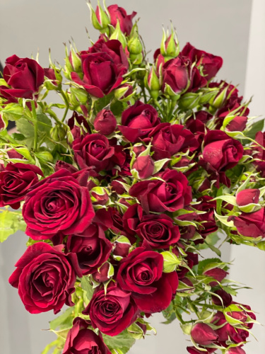 Кустовая роза Мирабель 70