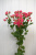 Кустовая роза Грация 60 см.
