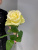 Розы Магади (Magadi) 60 см.