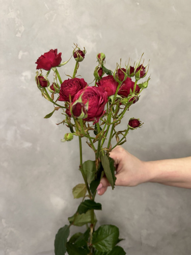 Кустовая роза Пати трендсеттер 70-80 см.