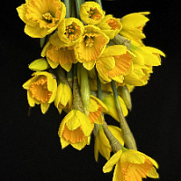 Нарциссы 