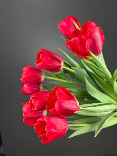 Тюльпаны красные