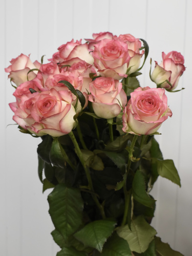 Розы Джумилия (Jumilia) 60 см.
