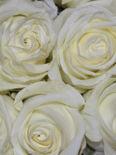 Розы Аваланш (Avalanche) 50 см.