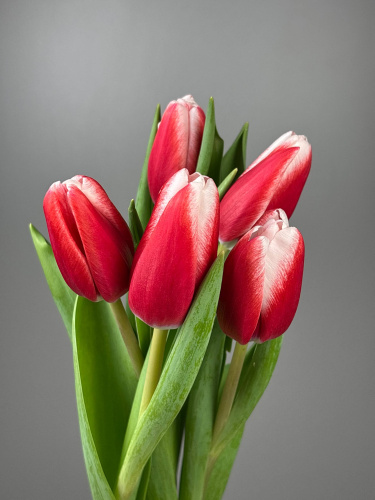 Тюльпан красно-белый